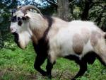 Kiko Goat - Goat Breeds | txis jishebi | თხის ჯიშები
